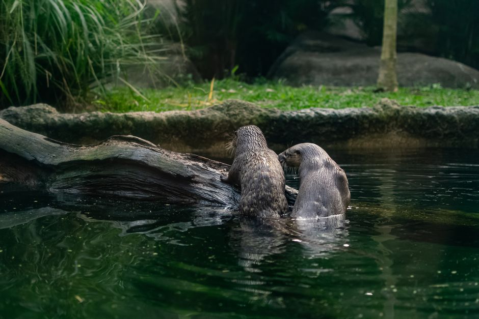 Fireflies vs Otter: cuál elige para notas de reuniones en 2026